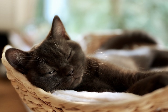 sleep