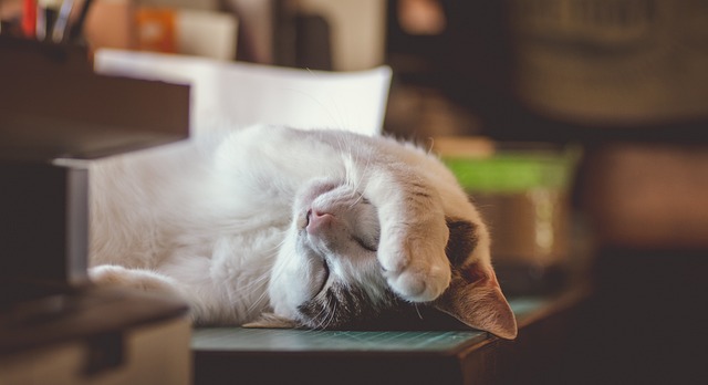sleep