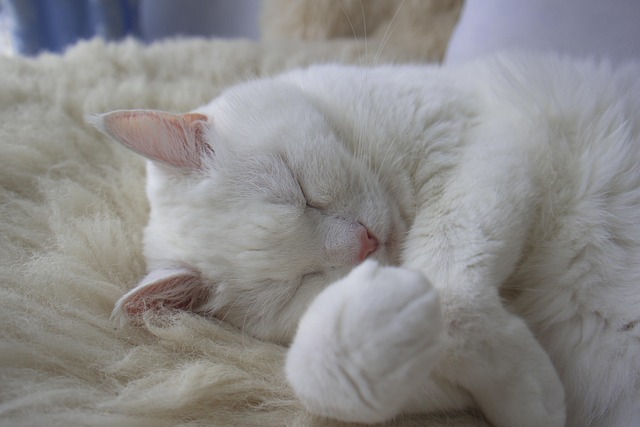 sleep