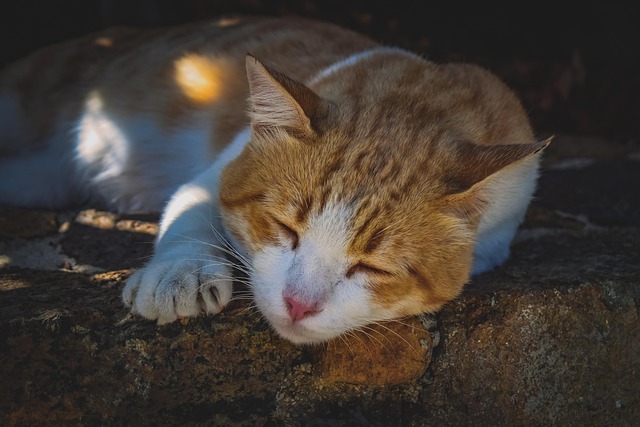 sleep