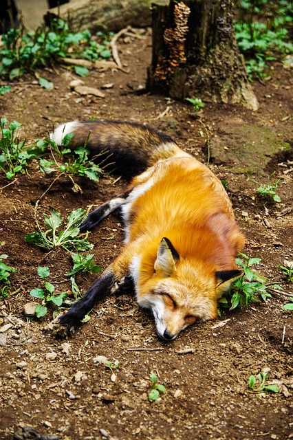 sleep