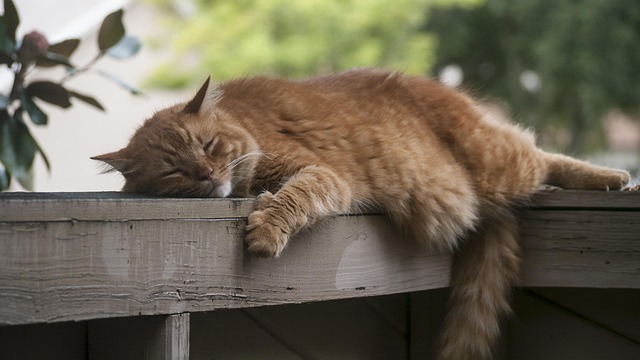sleep