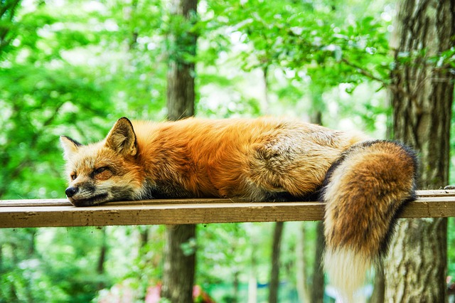 sleep