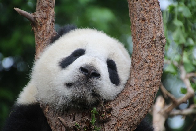 sleep-640x480-11523284.jpeg