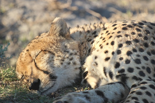 sleep-640x480-12476504.jpeg