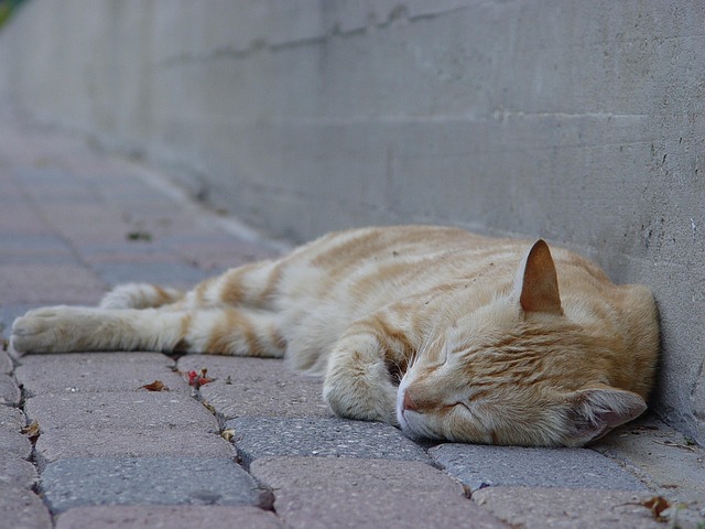sleep