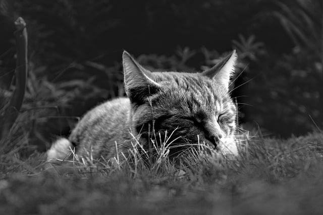 sleep-640x480-1601905.jpeg