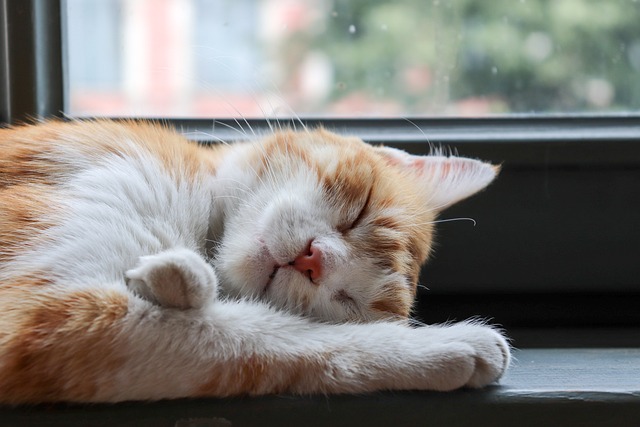 sleep