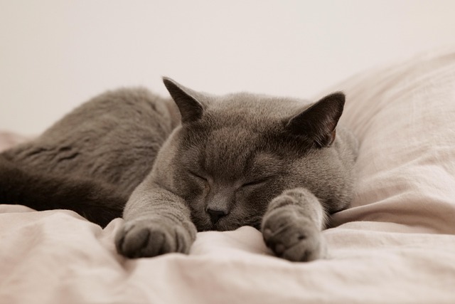 sleep-640x480-2081289.jpeg