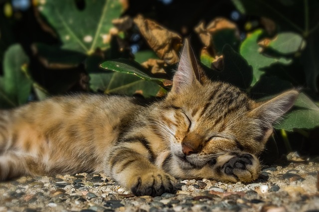 sleep