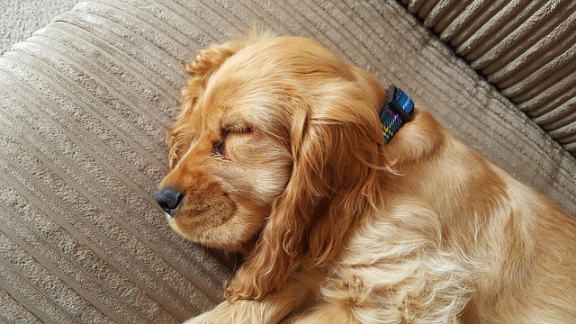 sleep-640x480-42193116.jpeg