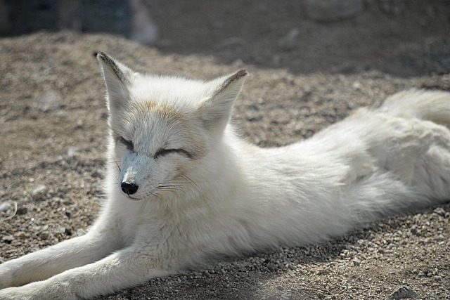 sleep