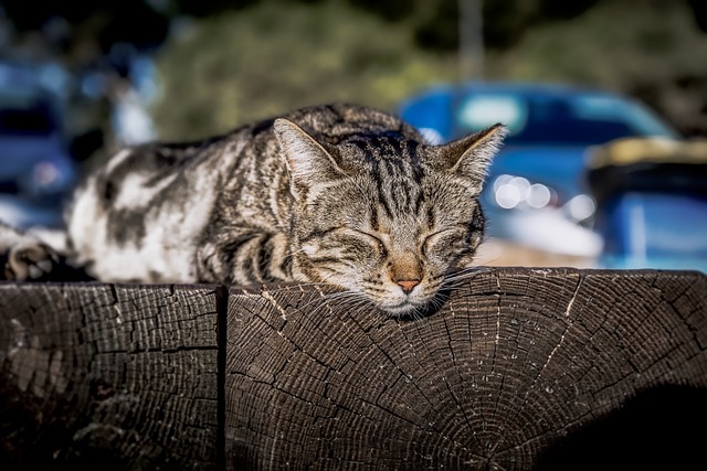 sleep-640x480-64727697.jpeg