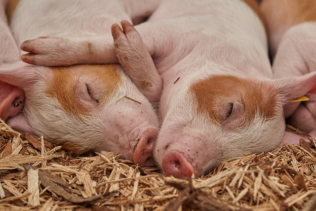 Understanding Melatonin Safety: When Does It Cross the Line?
