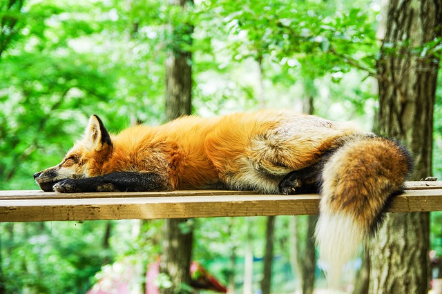 sleep