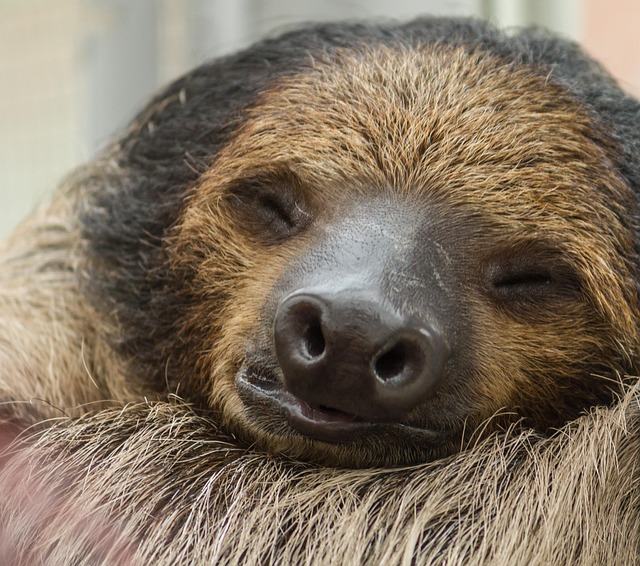 sleep