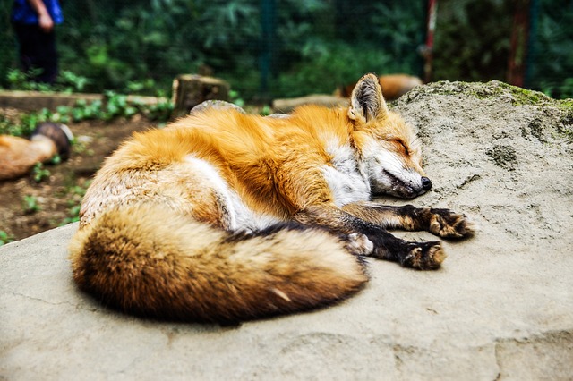 sleep