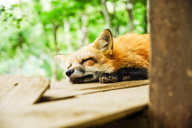 sleep