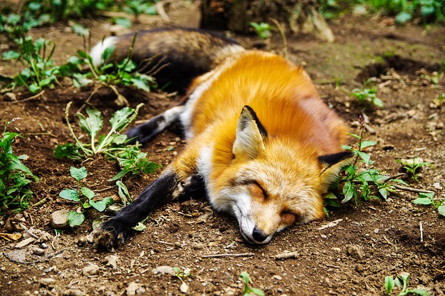 sleep