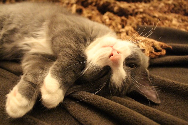 sleep