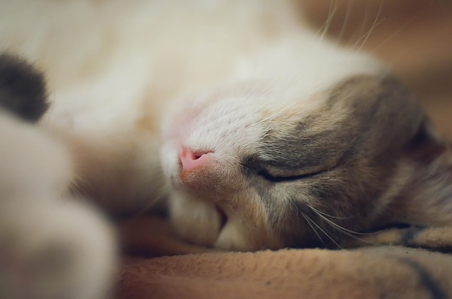 sleep-640x480-91922529.jpeg