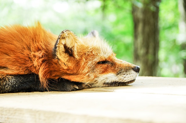 sleep