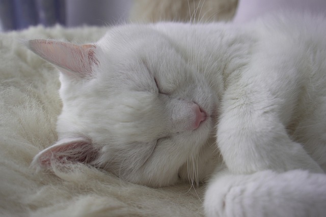 sleep