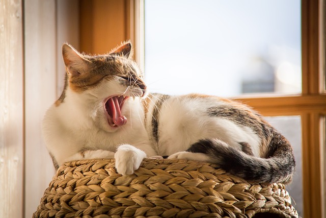 Unlocking Sleep Potential: Benefits of High-Dose Melatonin