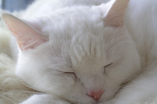 Unlocking Sleep Secrets: Exploring the Power of 3000 mg Melatonin