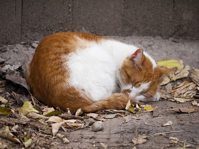 sleep