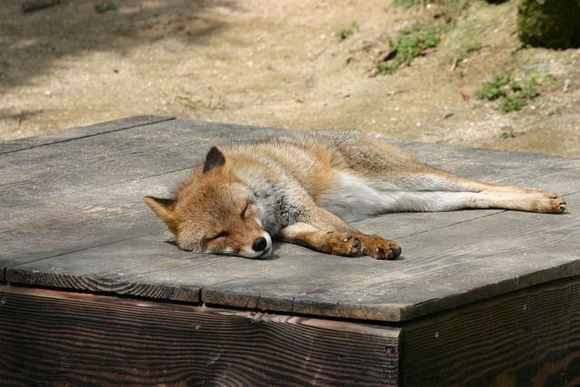 sleep