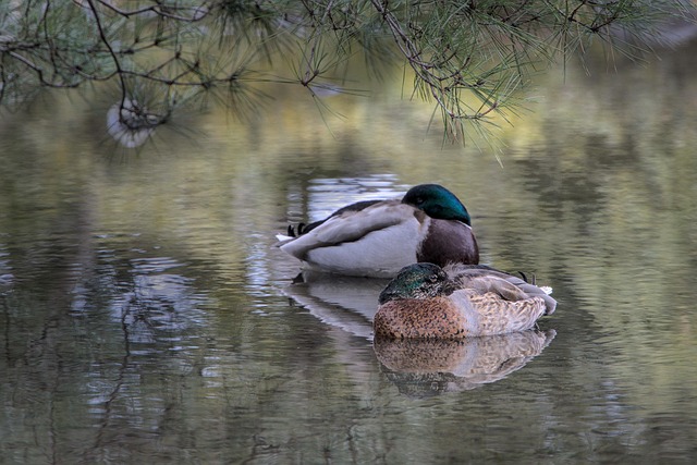 High-Dose Melatonin: Unlocking Nature’s Sleep Hormone for Multifaceted Health Benefits