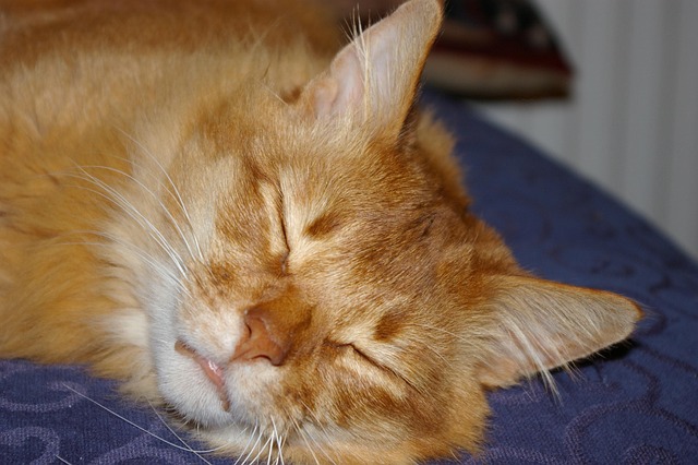 sleep