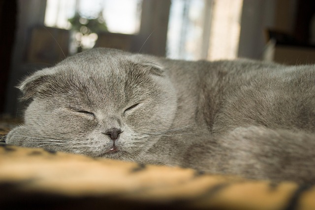 sleep