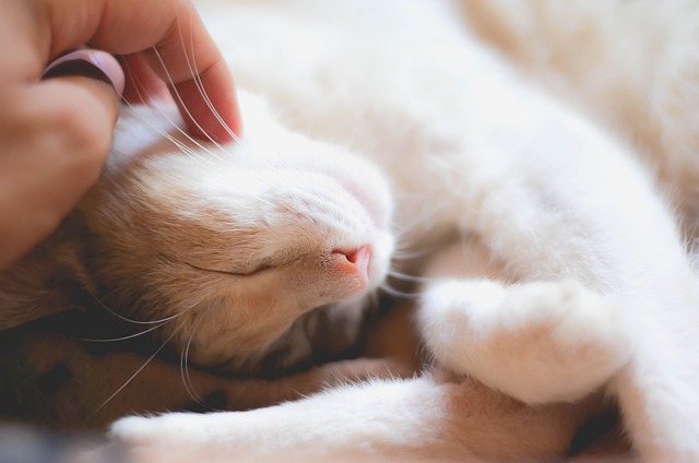 Exploring 100mg Melatonin: Benefits and Potential Side Effects