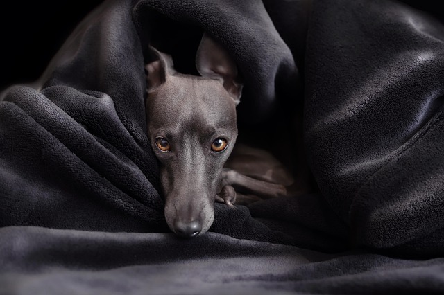 How Much Melatonin Is Too Much: Recognizing Dose Danger