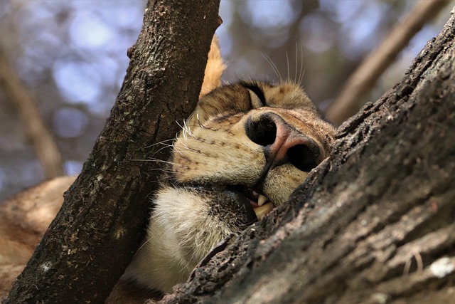 sleep-640x480-68437005.jpeg