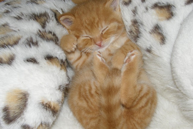 sleep-640x480-94930613.jpeg