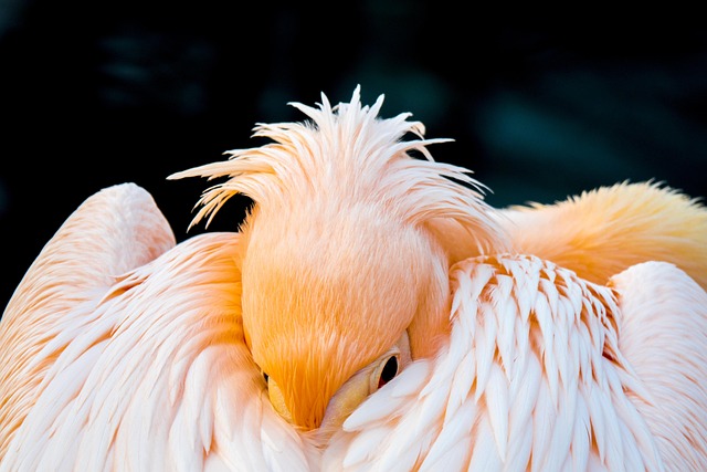 Unraveling 2000 mg Melatonin: Benefits and Risks Explored