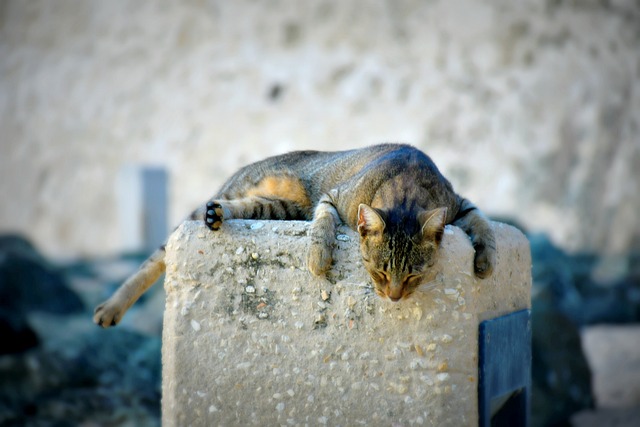 sleep