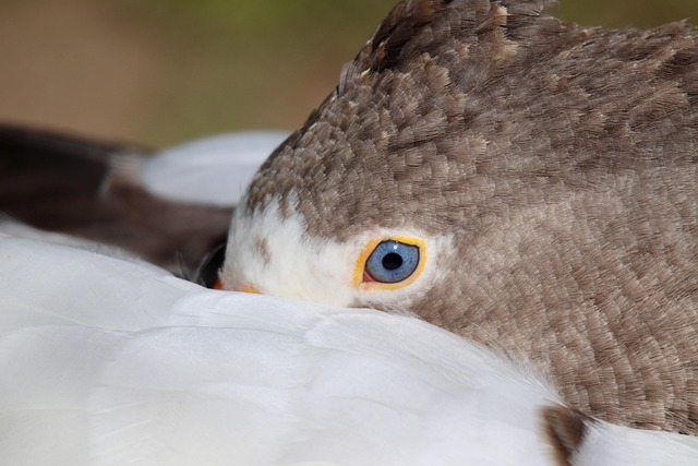 When Does Excess Melatonin Cause Harm?